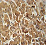 ATP5G2 Antibody (aa85-114)