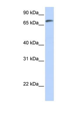 Polyclonal Rabbit anti-Human C14orf37 Antibody (aa36-85, WB)