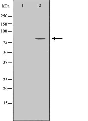 Zyxin Antibody