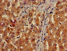 MAP1LC3C / LC3C Antibody