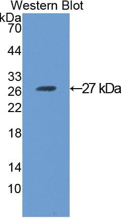 ANGPTL1 Antibody (aa270-490)