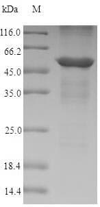 Dog ANXA4 / Annexin IV Protein (Recombinant 10His-SUMO, N-terminus + Myc, C-terminus)
