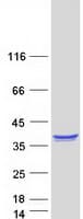 Human ELMO1 / ELMO 1 Protein (Recombinant Myc-DDK (Flag))
