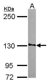 SMG7 Antibody