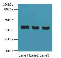 Polyclonal Rabbit anti-Human C9orf64 Antibody (IHC, WB)