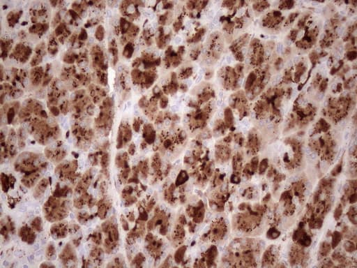 KLK3 / PSA Antibody (aa25-261, clone OTI2A2, Carrier-free)