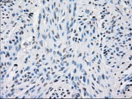 PPP5C Antibody (clone OTI5G5)