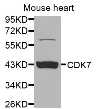 CDK7 Antibody
