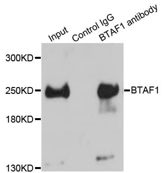Polyclonal Rabbit anti-Human BTAF1 / TAF-172 Antibody (IHC, IF, WB)