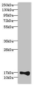Polyclonal Rabbit anti-Human THRSP Antibody (IHC, WB)