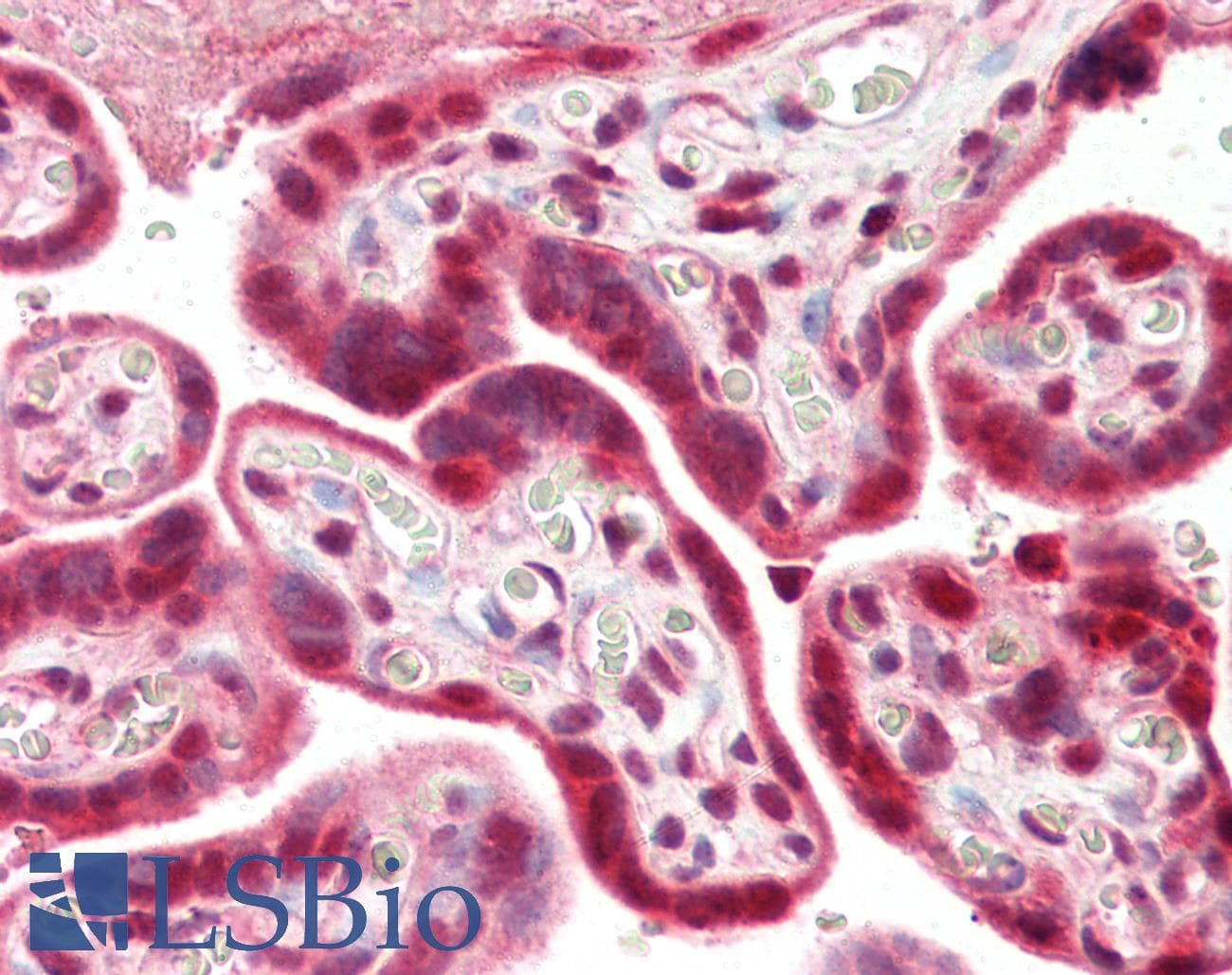 IHC-plus™ PARP1 Antibody (aa396-412)