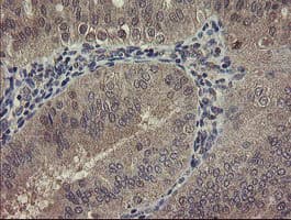 CHN1 Antibody (clone OTI1B7)