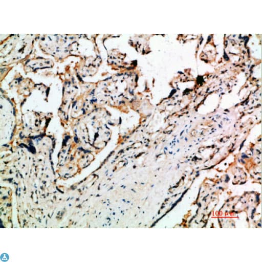 DDT / Dopamine Tautomerase Antibody