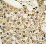 MDM2 Antibody (Ser166)