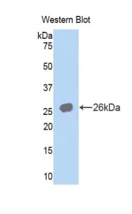 CA4 / Carbonic Anhydrase IV Antibody (aa21-216)
