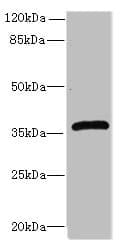EFNB3 / Ephrin B3 Antibody (aa28-227)