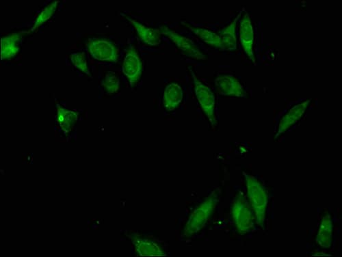 ZFP42 / REX-1 Antibody