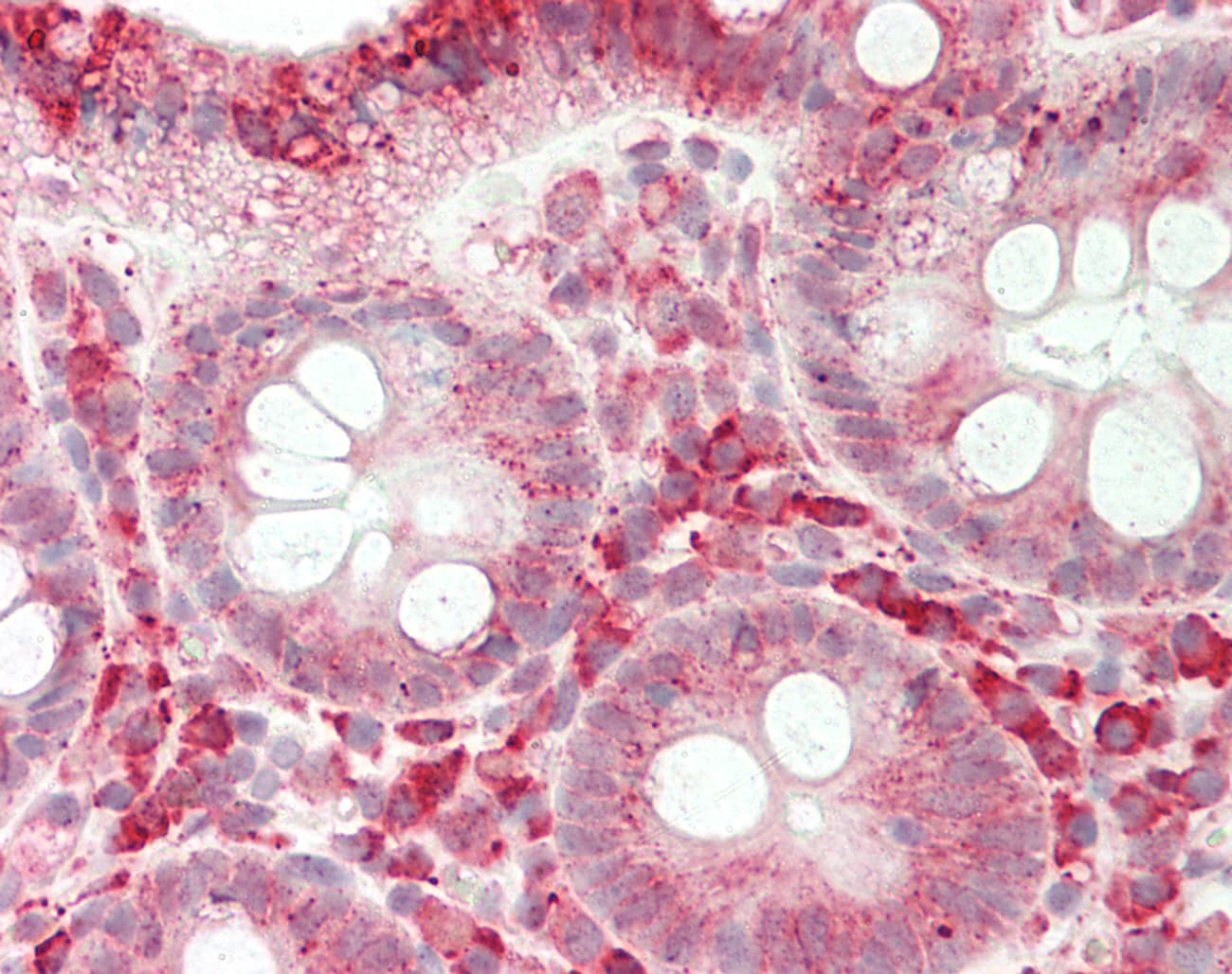 ARHGAP8 Antibody (aa184-233)
