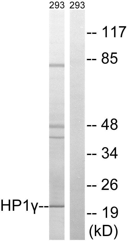 CBX3 / HP1 Gamma Antibody (p93)