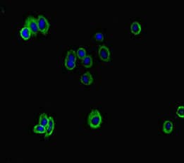 Polyclonal Rabbit anti-Human ATP8B1 / BRIC Antibody (IF)