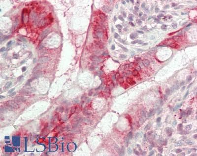 IHC-plus™ APOA4 Antibody