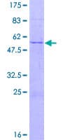 Human TIAL1 Protein (Recombinant GST)