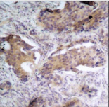 Polyclonal Rabbit anti-Human PTEN Antibody (IHC, IF, WB)
