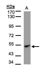 UQCRC1 Antibody (aa1-206)
