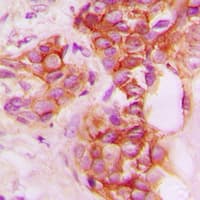 CD40 Antibody (C-Terminus)