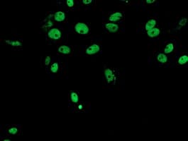 FMR1 / FMRP Antibody (clone OTI1C6)