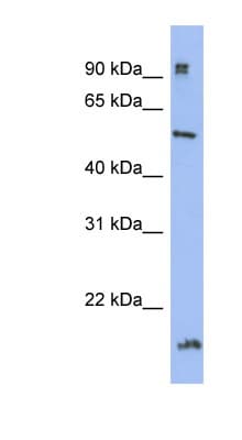 HDAC2 Antibody (C-Terminus)