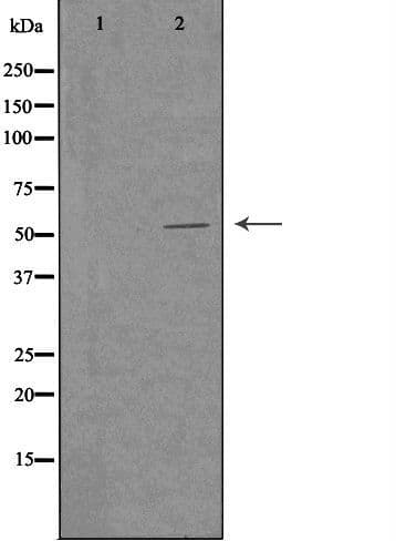 c-Src Kinase / CSK Antibody