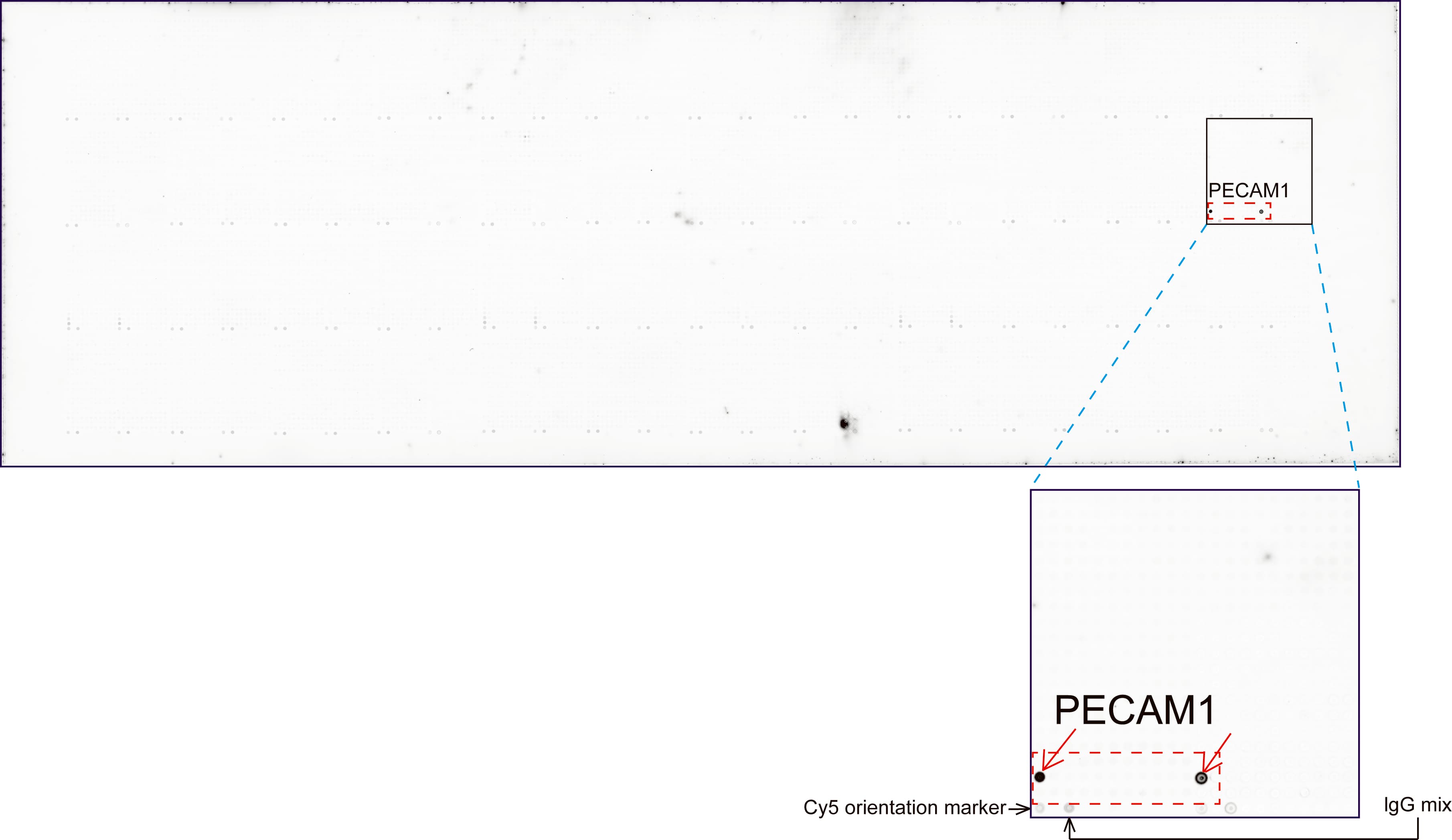PECAM-1 / CD31 Antibody (clone UMAB164, Carrier-free)