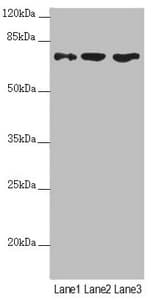 SCFD1 / SLY1 Antibody