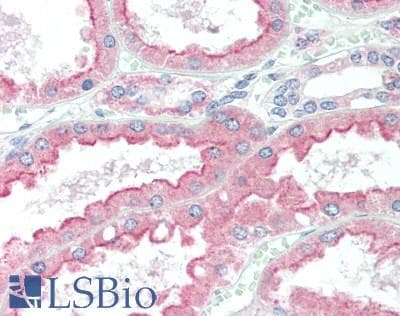 IHC-plus™ Polyclonal Rabbit anti-Human IL9 Antibody (aa19-144, IHC)