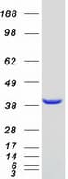 Human VPS26A / VPS26 Protein (Recombinant Myc-DDK (Flag))