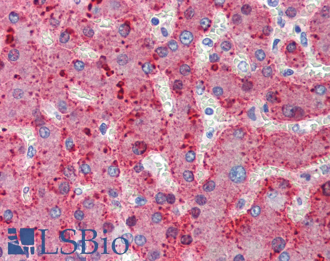 IHC-plus™ ALPL / Alkaline Phosphatase Antibody