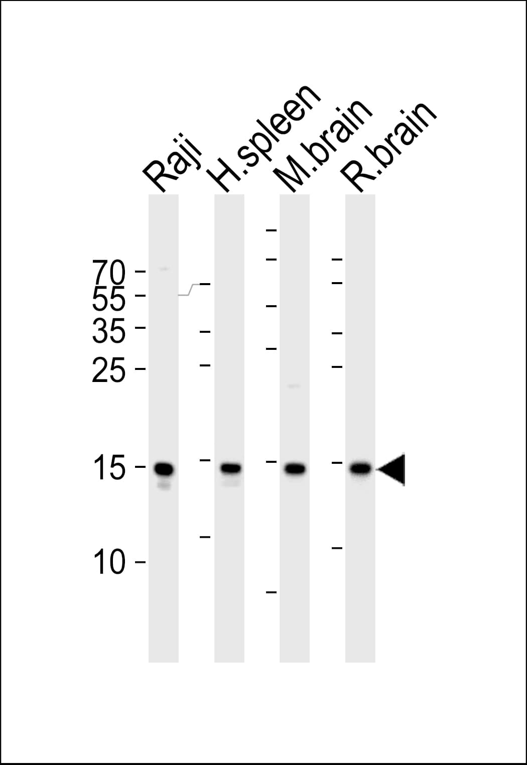 FIS1 Antibody (aa6-40)