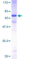 Human MAGEA2 Protein (Recombinant GST)