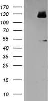 MEF2C Antibody (clone OTI2E2, Carrier-free)