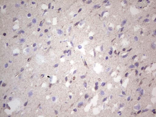 NCAM / CD56 Antibody (aa20-718, clone OTI2F6, Carrier-free)