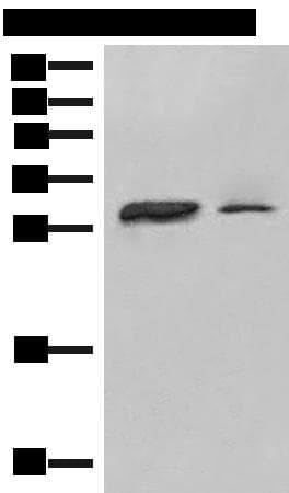HLA-DPA1 Antibody