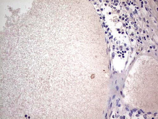 SNX12 Antibody (clone OTI3A4, Carrier-free)