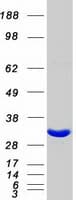 Human DCUN1D1 / SCCRO Protein (Recombinant Myc-DDK (Flag))