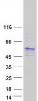 Human DPF1 / Neuro-D4 Protein (Recombinant Myc-DDK (Flag))