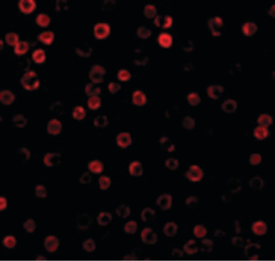 IHC-plus™ DAD1 Antibody