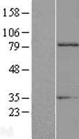 EXT1 Protein (Over-Expression Lysate Myc-DDK (Flag))