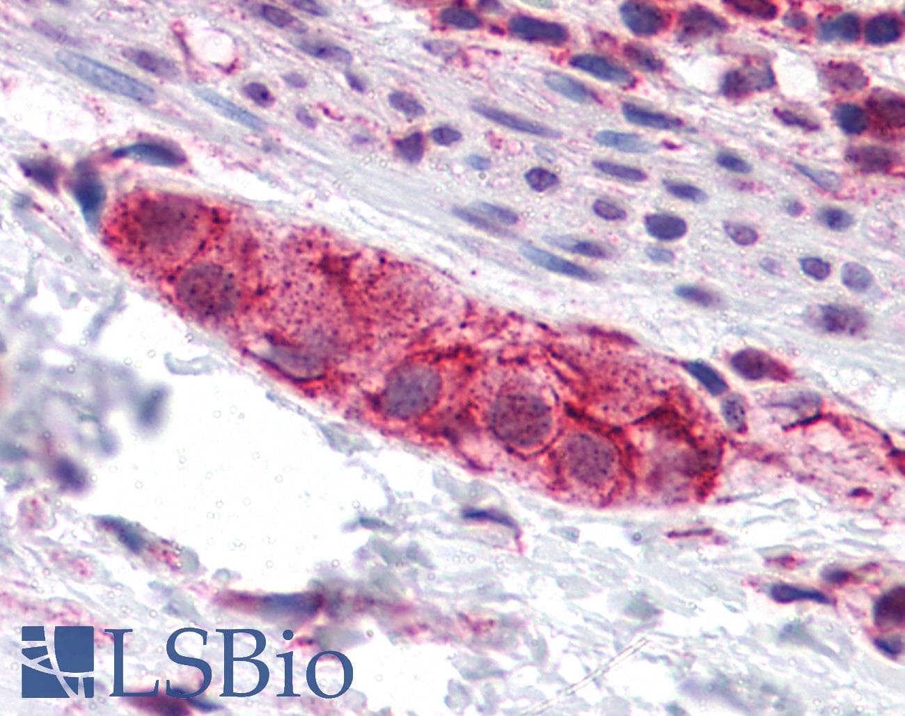 IHC-plus™ RUSC2 Antibody
