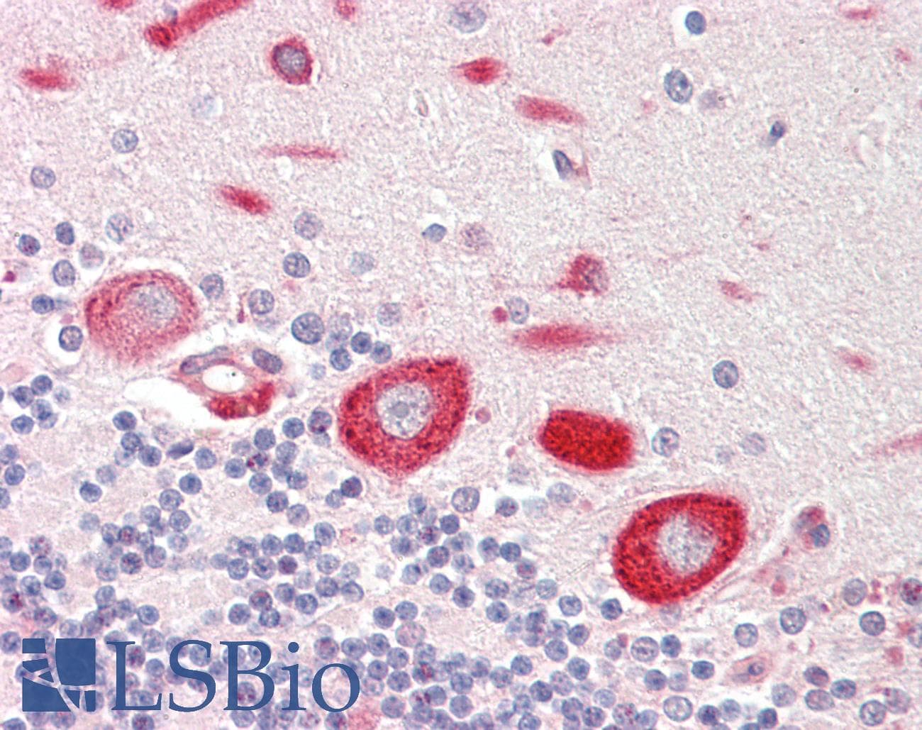 MOB1A Antibody (aa167-216)