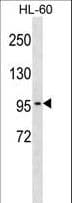 CLCN2 Antibody (aa209-237)